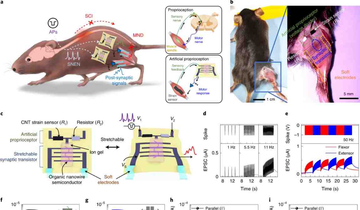 Alternative Nervous System